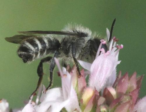 Megachile sp.